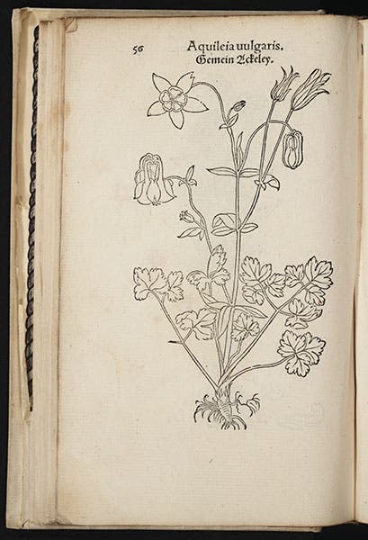 Aquilegia (columbine), from Fuchs, Primi de stirpium historia, 1545 (Linda Hall Library)