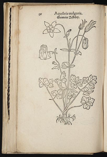 Aquilegia (columbine), from Fuchs, Primi de stirpium historia, 1545 (Linda Hall Library)