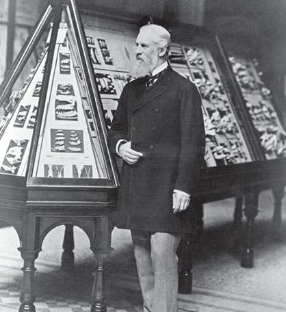 William Henry Flower standing in front of one of his exhibition cases, Natural History Museum, photograph, undated, ca 1896 (nhm.ac.uk)