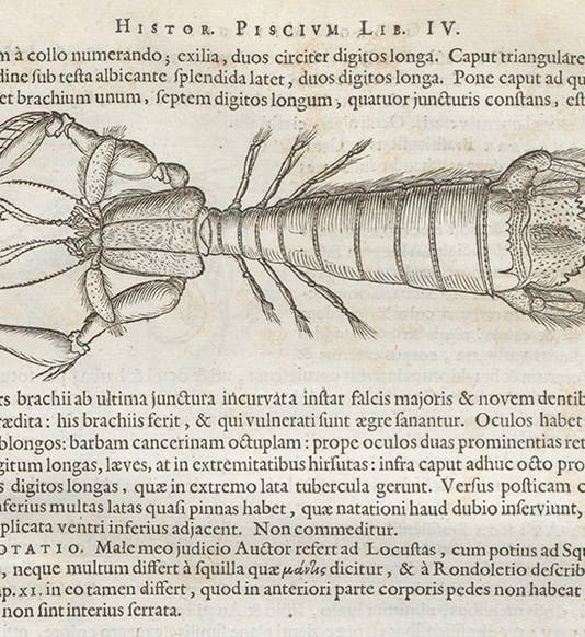 Mantis shrimp, woodcut by Georg Markgraf, from Willem Piso, <i>Historia naturalis Brasiliae</i> (1648), and cited by Johann C. Fabricius, Species Insectorum, 1781 (Linda Hall Library)