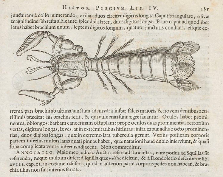 Mantis shrimp, woodcut by Georg Markgraf, from Willem Piso, Historia naturalis Brasiliae (1648), and cited by Johann C. Fabricius, Species Insectorum, 1781 (Linda Hall Library)