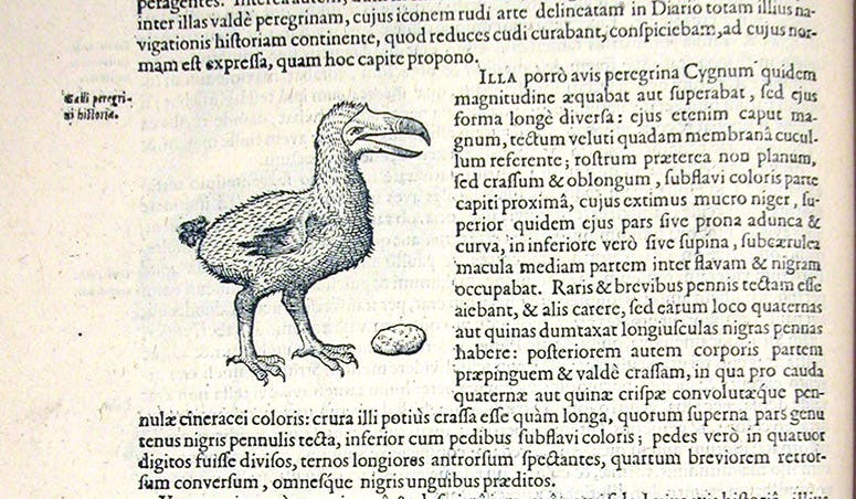 Dodo, from Mauritius, woodcut, Exoticorum libri decem, by Carolus Clusius, p. 100, 1605 (Linda Hall Library)