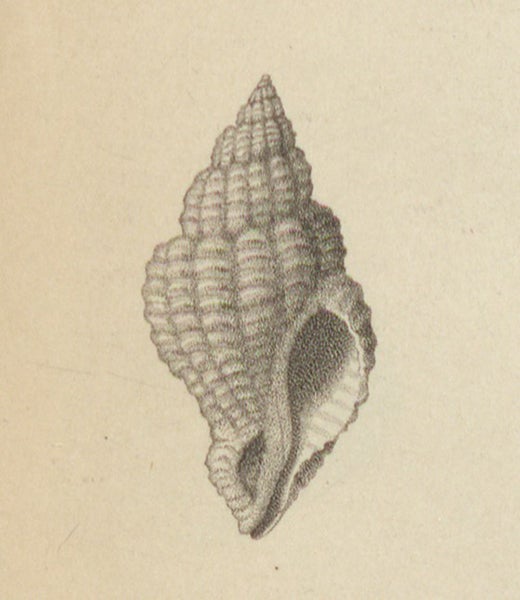 Fusus corneus, drawn by Lucy Sistare Say, detail of third image (Linda Hall Library)