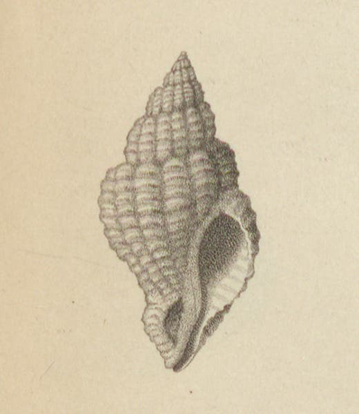 Fusus corneus, drawn by Lucy Sistare Say, detail of third image (Linda Hall Library)