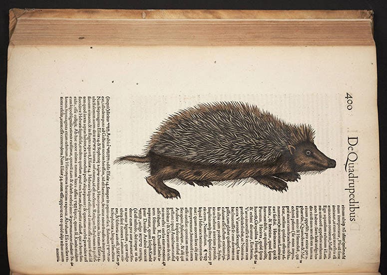 Hedgehog, hand-colored woodcut, Conrad Gessner, Historia animalium, 1551, copy formerly belonging to Charles Kofoid (Linda Hall Library)