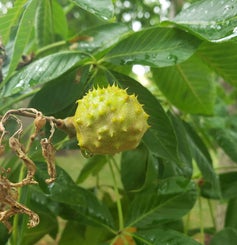 Ohio Buckeye fruit