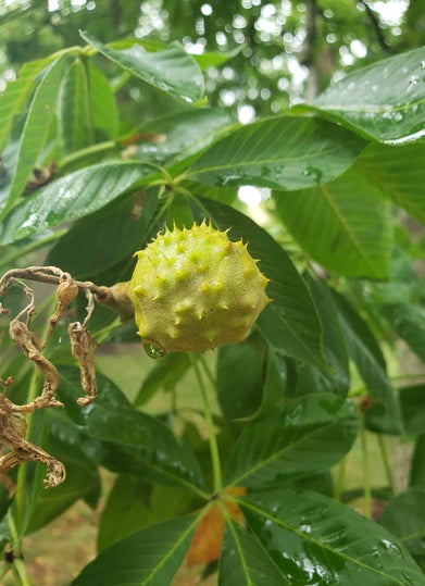 Ohio Buckeye fruit