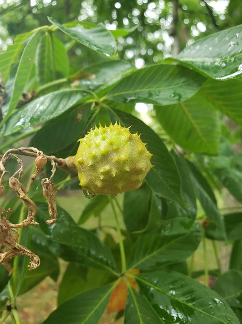 Ohio Buckeye fruit