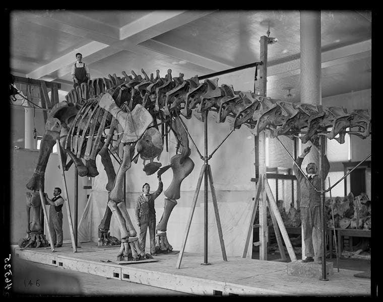 Mounting the Brontosaurus skeleton at the American Museum of Natural History, 1905; William D. Matthew stands beneath the shoulder blades; photograph by Abram E. Anderson, AMNH neg. no. 46535 (digitalcollections.amnh.org)