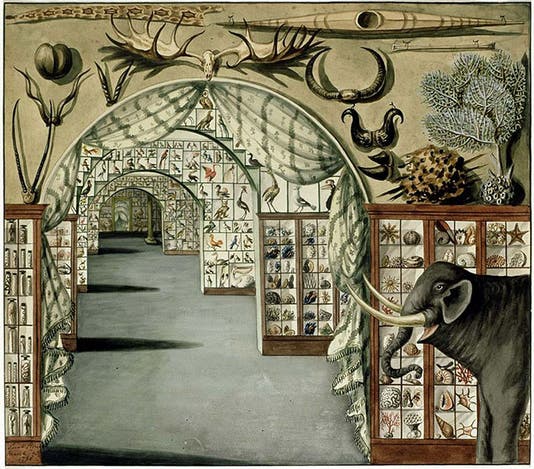 Interior of the Leverian Museum, watercolor by Sarah Stone, Library of New South Wales, 1770s (Wikimedia commons)