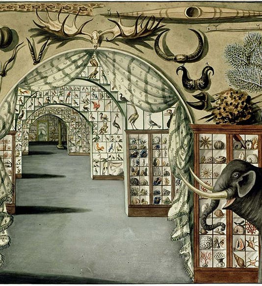 Interior of the Leverian Museum, watercolor by Sarah Stone, Library of New South Wales, 1770s (Wikimedia commons)
