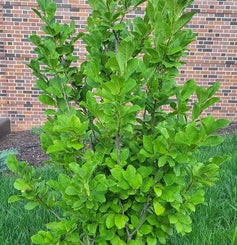 Merrill Magnolia summer