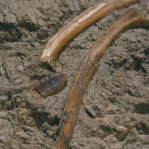 Projectile point found in association with two ribs of Bison antiquus, by Carl Schwachheim, at Folsom, New Mexico, on Aug. 29, 1927; color photograph taken later, Denver Museum of Nature and Science (sapiens.org)