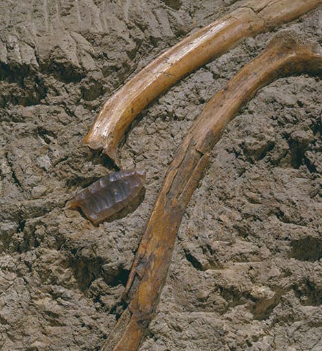 Projectile point found in association with two ribs of Bison antiquus, by Carl Schwachheim, at Folsom, New Mexico, on Aug. 29, 1927; color photograph taken later, Denver Museum of Nature and Science (sapiens.org)