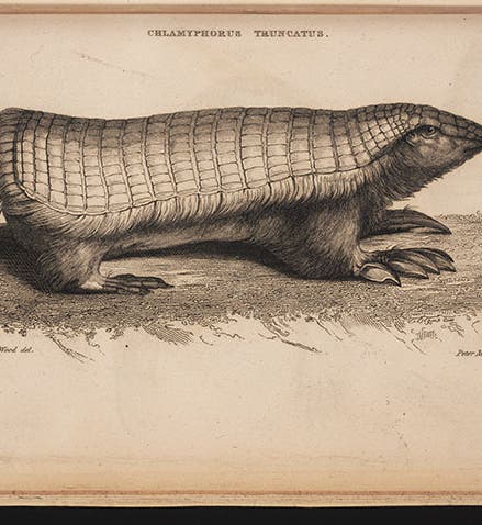 <i>Chlamyphorus</i> (pink fairy armadillo; 1825) of Richard Harlan, serials collection, Linda Hall Library
