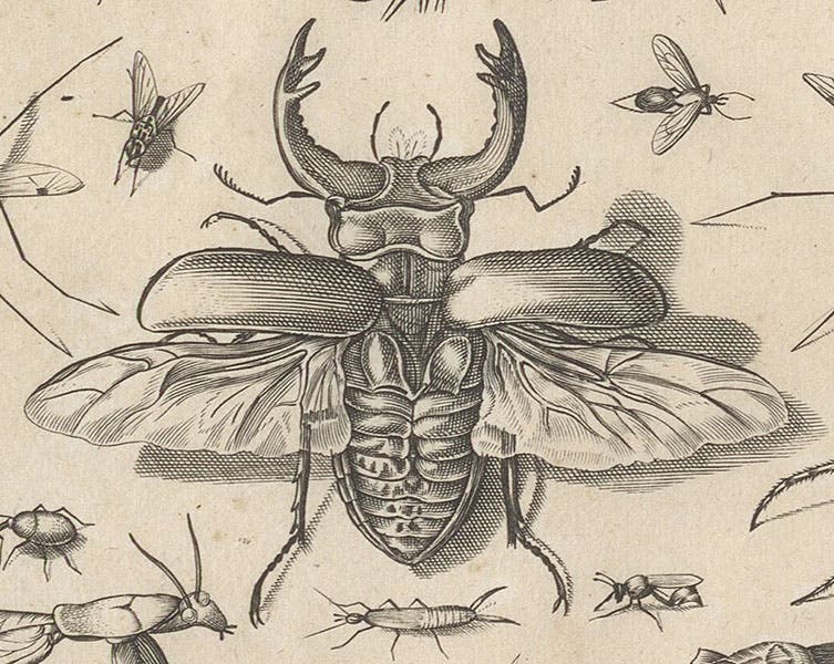 Detail of second image, scarab beetle with wings spread, engraving in Diversae insectarum volatilium icones ad vivum accuratissime depictae, by Jacob Hoefnagel, plate 4, 1630 (Linda Hall Library)
