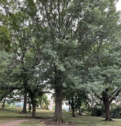 Shumard Oak summer