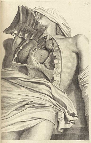 Thoracic cavity, engraved plate no. 21, after Gerard de Lairesse, in Govard Bidloo, Ontleding des menschelyken lichaams, 1690 (National Library of Medcine)