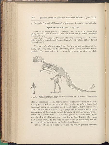 Restoration of Tyrannosaurus rex, by William D. Matthew, in Bulletin of the American Museum of Natural History, vol. 21, p. 262, 1905 (Linda Hall Library)