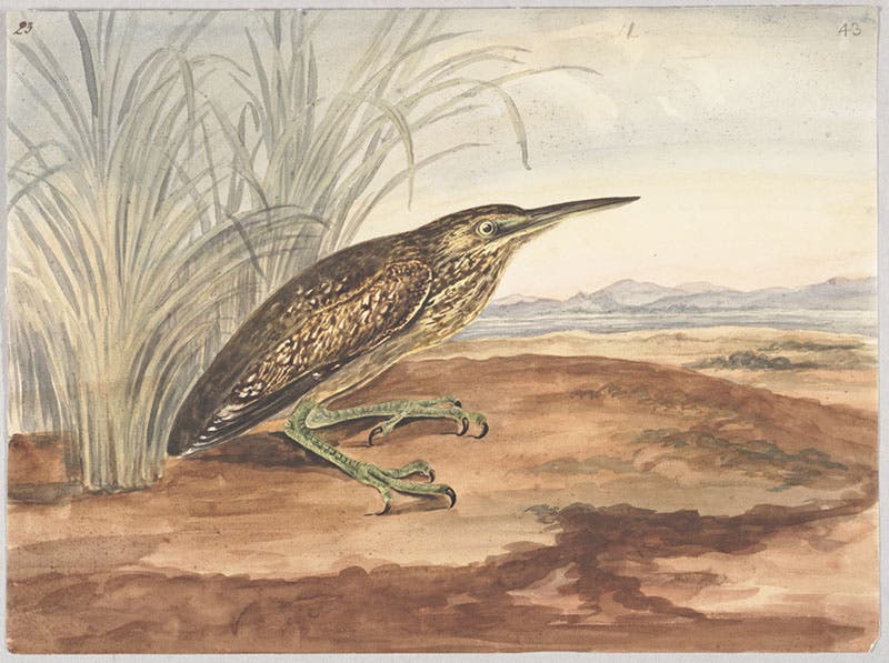 Cinnamon bittern, by Elizabeth Gwillim, watercolor, 1801-07, McGill Library Special Collections (archivalcollections.library.mcgill.ca)