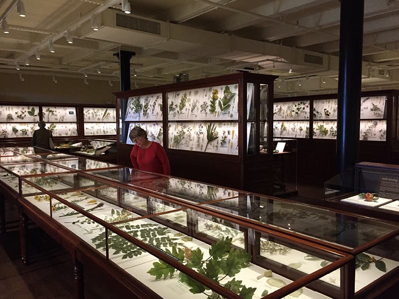 View of the exhibition space of the Ware Collection of Glass Flowers, Harvard Museum of Natural History (author’s photo)