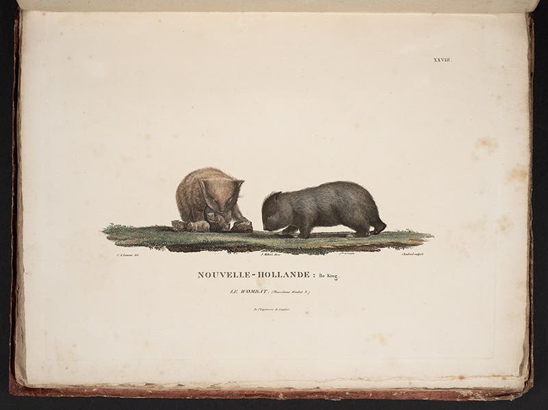 Wombat parents with an overflowing pouchful of young, hand-colored engraving after a drawing by Charles Lesueur, from François Péron, Voyage de découvertes aux terres Australes, 1807-16 (Linda Hall Library)