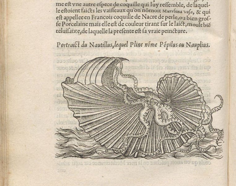 A paper nautilus, woodcut in L'histoire naturelle des estranges poissons marins, by Pierre Belon, 1551 (Linda Hall Library)
