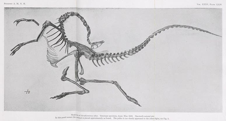 Struthiomimus, panel mount by Peter Kaisen, unveiled at the American Museum of Natural History, 1916, photograph of a wash drawing, Bulletin of the American Museum of Natural History, vol. 35, 1916 (Linda Hall Library)