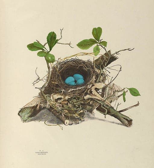 Wood thrush nest and eggs, drawing and lithograph by Genevieve Estelle Jones, in <i>Illustrations of the Nests and Eggs of Birds of Ohio</i>, 1879-86, plate 2 (Smithsonian Institution Libraries via Biodiversity Heritage Library and Wikimedia commons)