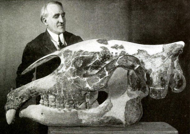 Skull of Baluchitherium grangeri (since renamed), with a museum preparator, American Museum of Natural History Archives (www.amnh.org)