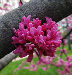 Redbud flower