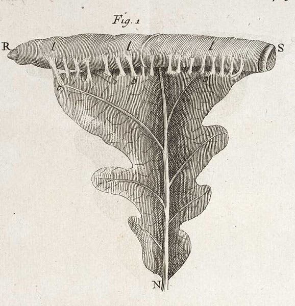 A leaf being rolled up by caterpillars, detail of engraved plate in Mémoires pour servir a l'histoire des insectes, by Réne-Antoine Ferchault de Réaumur, vol. 2, 1736 (Linda Hall Library)