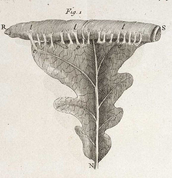 A leaf being rolled up by caterpillars, detail of engraved plate in Mémoires pour servir a l'histoire des insectes, by Réne-Antoine Ferchault de Réaumur, vol. 2, 1736 (Linda Hall Library)