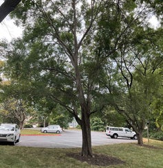Lacebark Elm summer