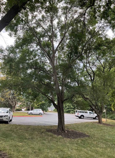 Lacebark Elm summer