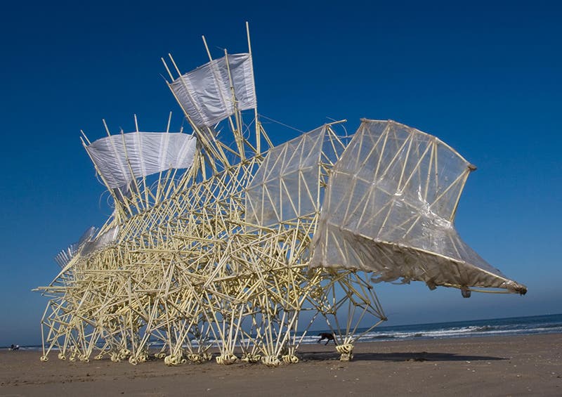 One of the larger strandbeesten, Animaris umerus, photograph, 2009 (stirworld.com)