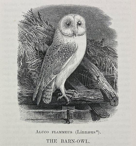 Barn owl, wood engraving, William Yarrell, History of British Birds, 4th ed., vol. 4, 1871-85 (Linda Hall Library)