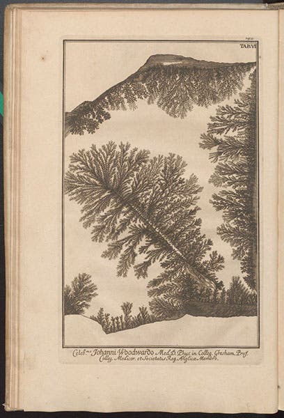 Dendrites on a slab of limestone, printed in black, engraving in Herbarium diluvianum, by Johann Jakob Scheuchzer, new edition, 1723 (Linda Hall Library)
