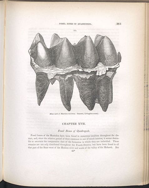 Mastodon tooth found in Livingston County, New York, wood engraving in The Geology of New York, Pt. IV:  Survey of the Fourth Geological District, by James Hall, 1843 (Linda Hall Library)