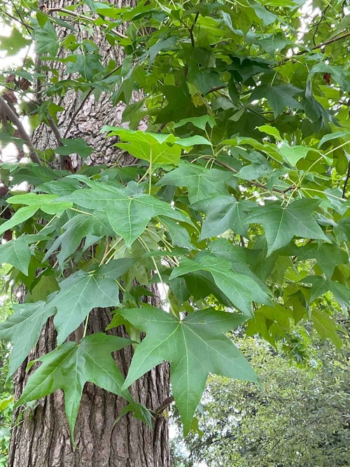 Sweetgum leaf