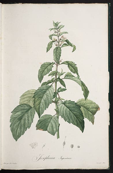 Josephinia imperatricis, from Ventenat, Jardin de la Malmaison, 1803-05 (Linda Hall Library)