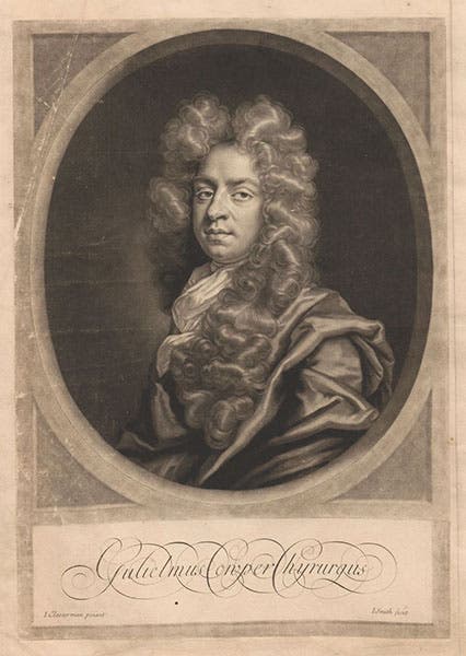 Portrait of William Cowper, mezzotint by I. Smith after painting by John Closterman, Anatomy of Humane Bodies, by Willam Cowper, 1698, National Library of Medicine (collections.nlm.nih.gov)