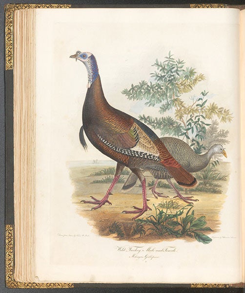 Wild turkey, male and female, hand-colored engraving by Alexander Lawson after drawing “from nature” by Titian R. Peale, American Ornithology, by Charles-Lucien Bonaparte, vol. 1, 1825 (Linda Hall Library)