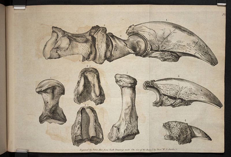 Claws of <i>Megalonyx</i>, discussed and named by Thomas Jefferson, engraving after drawings by W.S. Jacobs, <i>Transactions of the American Philosophical Society</i>, 1799 (Linda Hall Library)
