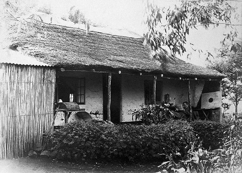 Hut in Zululand where Bruce and his wife Mary lived while trying to discover the cause of sleeping sickness, from Bruce’s photograph album in the Wellcome Collection (Wikimedia commons)