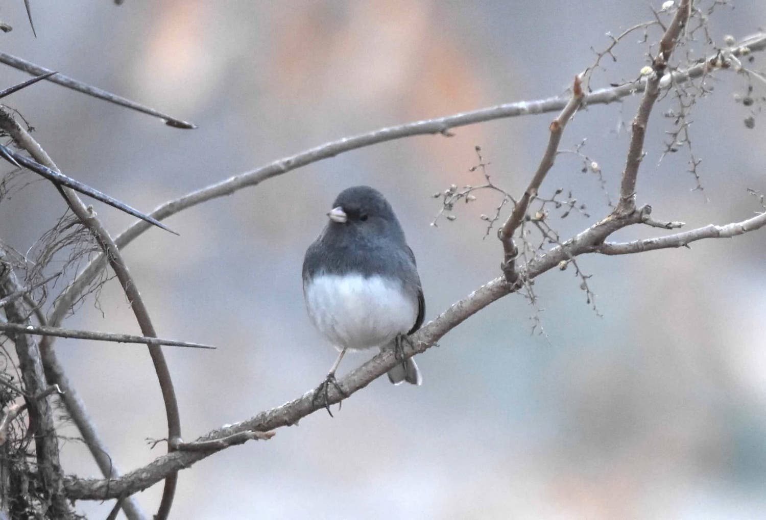 junco bird on branch