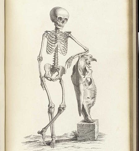 Skeleton of a 9-year-old boy with the skull of a horse, engraving, plate 33, in Osteographia, or the Anatomy of the Bones, by William Cheselden, 1733, National Library of Medicine (nlm.nih.gov)