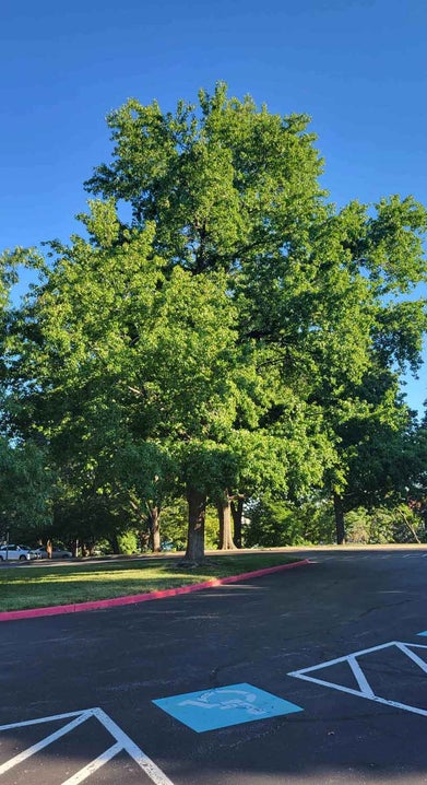 Sweetgum summer
