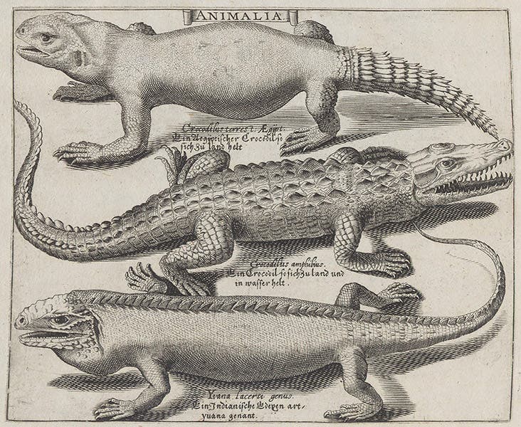 Crocodiles and iguana, engraving, in Basil Besler, Continuatio rariorum, 1622 (Linda Hall Library)