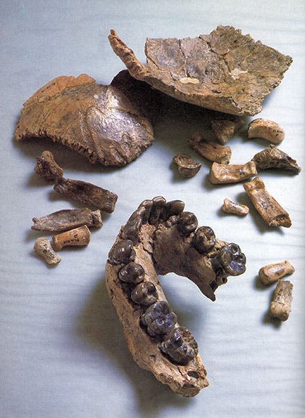 The various fragments that make up Olduvai Hominid 7 (OH 7), the holotype of Homo habilis, named by Louis Leakey in 1964, photograph by John Reader (calacademy.org)
